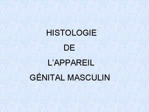 HISTOLOGIE DE LAPPAREIL GNITAL MASCULIN PLAN I INTRODUCTION