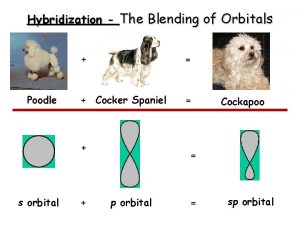 Hybridization The Blending of Orbitals Poodle Cocker Spaniel