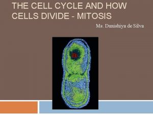 THE CELL CYCLE AND HOW CELLS DIVIDE MITOSIS