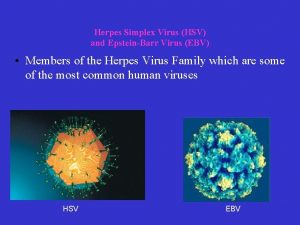 Herpes Simplex Virus HSV and EpsteinBarr Virus EBV