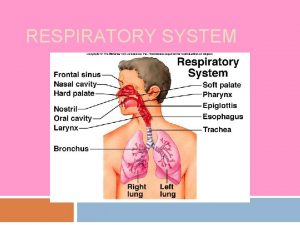 RESPIRATORY SYSTEM Functions Gas exchange Filters air Warms