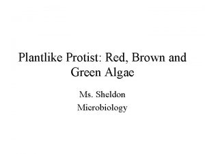 Plantlike Protist Red Brown and Green Algae Ms