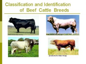 Classification and Identification of Beef Cattle Breeds Hereford