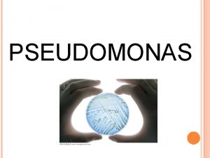 PSEUDOMONAS INTRODUCTION Pseudomonad group Aerobic nonspore forming Gram