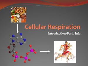 Cellular Respiration IntroductionBasic Info Respiration Controlled release of