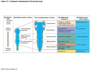 Figure 17 1 Embryonic development of the human