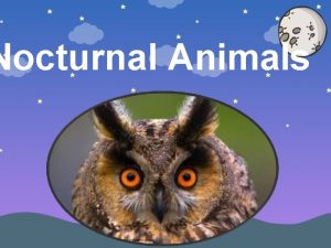 Nocturnal Animals Owl This bird waits listens and