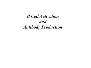 B Cell Activation and Antibody Production Phases of