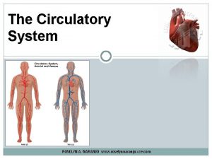 The Circulatory System ROSELYN A NARANJO www roselynnaranjo