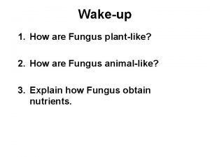 Wakeup 1 How are Fungus plantlike 2 How