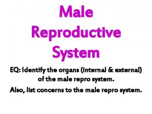 Male Reproductive System EQ Identify the organs internal