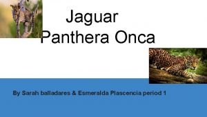 Jaguar Panthera Onca By Sarah balladares Esmeralda Plascencia