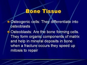 Bone Tissue Osteogenic cells They differentiate into osteoblasts
