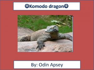 Komodo dragon By Odin Apsey Animal Facts Diet