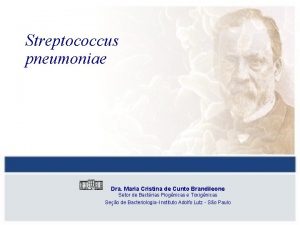 Streptococcus pneumoniae Dra Maria Cristina de Cunto Brandileone