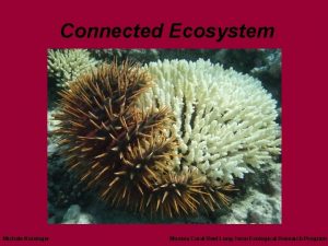 Connected Ecosystem Michele Kissinger Moorea Coral Reef Long
