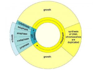 The Cell Cycle and Mitosis The cell cycle