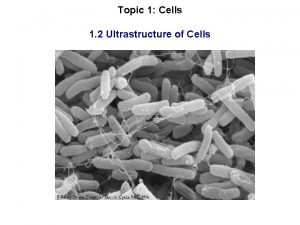 Topic 1 Cells 1 2 Ultrastructure of Cells