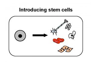 Introducing stem cells A life story Stem Cell