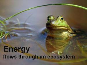 Energy flows through an ecosystem Representing energy moving