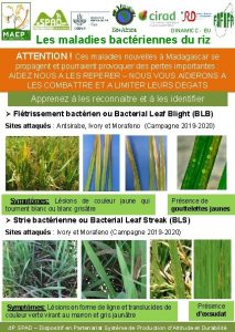 DINAMICC EU Les maladies bactriennes du riz ATTENTION