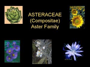ASTERACEAE Compositae Aster Family Diversity ca 1100 genera25