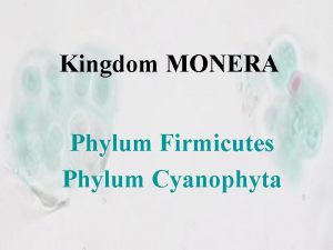 Kingdom MONERA Phylum Firmicutes Phylum Cyanophyta General Characteristics