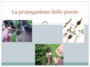 La propagazione delle piante La propagazione delle piante