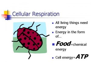 Cellular Respiration n All living things need energy