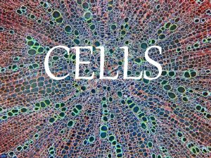 CELLS The Cell Theory All living things are