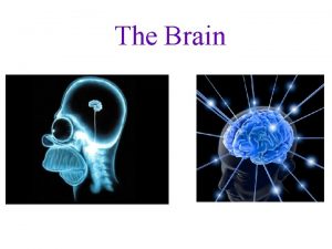 The Brain Parts of the Brain Brainstem the