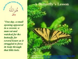 A Butterflys Lesson One day a small opening