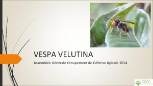 VESPA VELUTINA Assemble Gnrale Groupement de Dfense Apicole