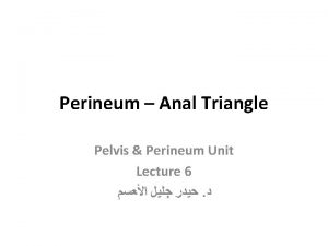 Perineum Anal Triangle Pelvis Perineum Unit Lecture 6