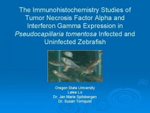 The Immunohistochemistry Studies of Tumor Necrosis Factor lpha