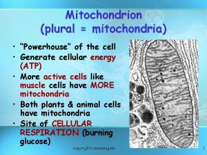 Mitochondrion plural mitochondria Powerhouse of the cell Generate