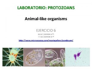 LABORATORIO PROTOZOANS Animallike organisms EJERCICIO 6 88 107
