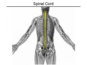 Spinal Cord Spinal Cord Structure REGIONS Cervical Thoracic