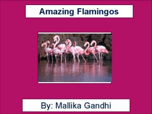 Amazing Flamingos By Mallika Gandhi Flamingo Facts The