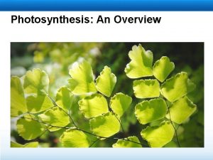 Photosynthesis An Overview Learning Objectives Explain the role