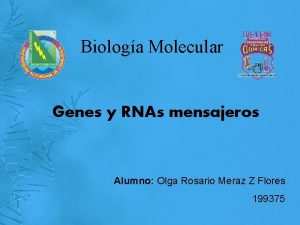 Biologa Molecular Genes y RNAs mensajeros Alumno Olga