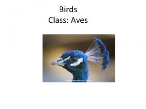 Birds Class Aves Characteristics Well adapted to marine