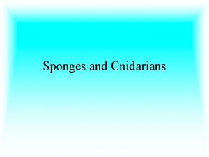 Sponges and Cnidarians SPONGES Sponges Phylum Porifera Have