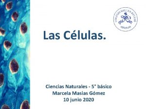 Las Clulas Ciencias Naturales 5 bsico Marcela Masias