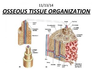 111314 OSSEOUS TISSUE ORGANIZATION Bone Osseous Tissue Characteristics