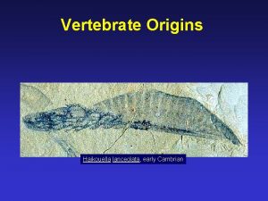 Vertebrate Origins Haikouella lanceolata early Cambrian Diversity of