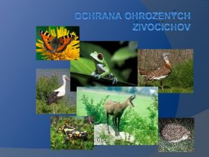 OCHRANA OHROZENCH IVOCHOV Defincia ohrozen druh Ohrozen druhy