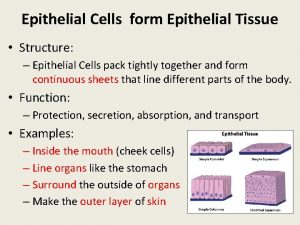 Epithelial Cells form Epithelial Tissue Structure Epithelial Cells