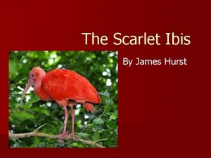 The Scarlet Ibis By James Hurst The Text