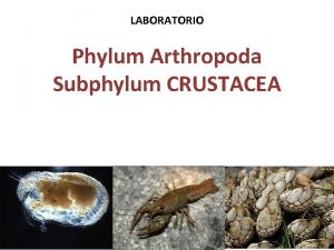 LABORATORIO Phylum Arthropoda Subphylum CRUSTACEA Goals for today